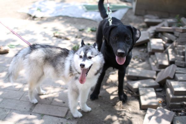 husky and Labrador 